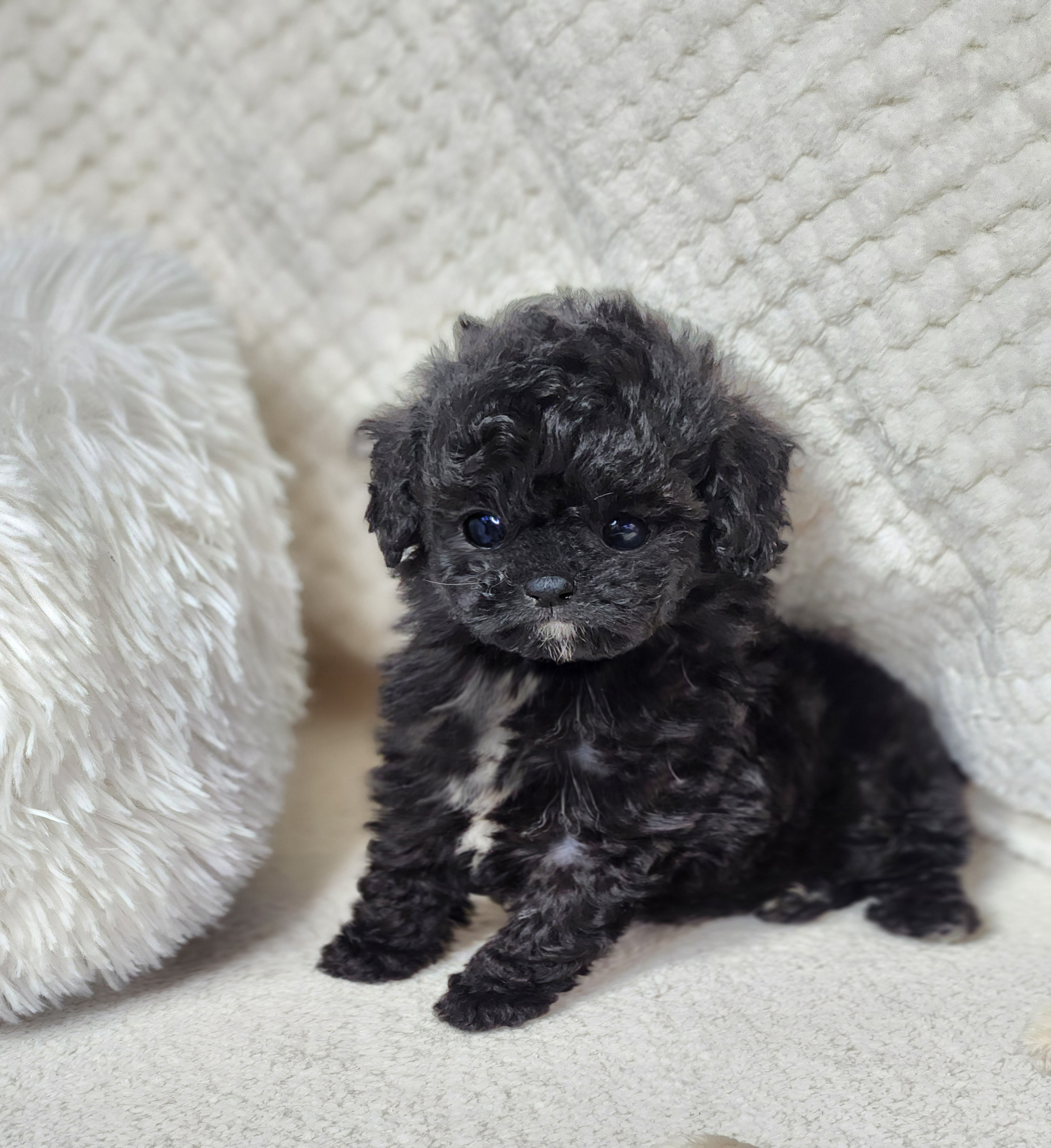 토이푸들 분양합니다